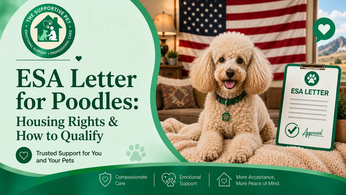 ESA Letter for Poodles: Housing Rights & How to Qualify