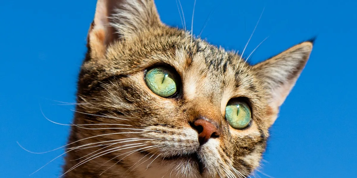 7 Signs Your Pet Is Helping Your Mental Health (Backed by Research)